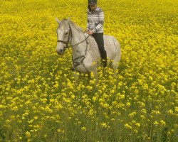 Springpferd Carlito 15 (Holsteiner, 1999, von Calando I)