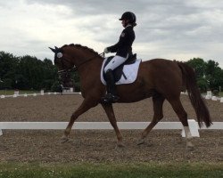 dressage horse Ulfenbach Danilo C (German Riding Pony, 2000, from Ulfenbach Dream Boy)