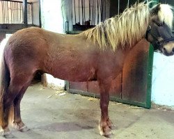 Pferd Julius von Dreieich (Deutsches Classic Pony, 2010, von Jasper)