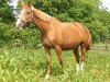 broodmare Gespina (Württemberger, 2000, from Gardez)