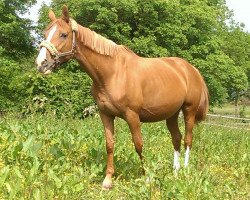 broodmare Gespina (Württemberger, 2000, from Gardez)