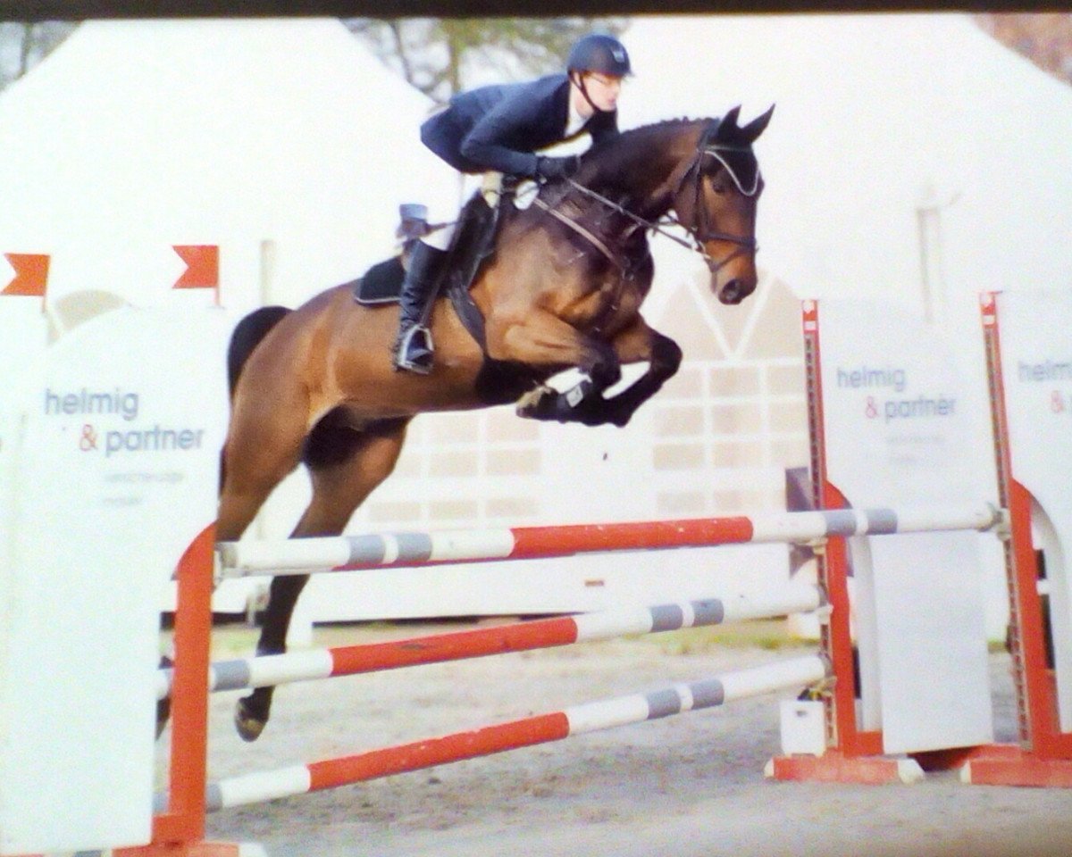 jumper Sigiflip (Rhinelander, 2009, from Stakkato's Highlight)