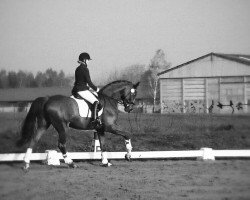 dressage horse Bocca di Bacco (German Warmblood, 2008, from Belissimo NRW)