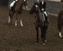 dressage horse Snickers 21 (Welsh-Pony (Section B), 1999, from Rebello)