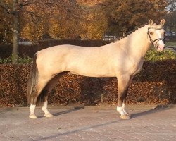 dressage horse Champagner Royale WE (German Riding Pony, 2010, from Casino Royale K WE)