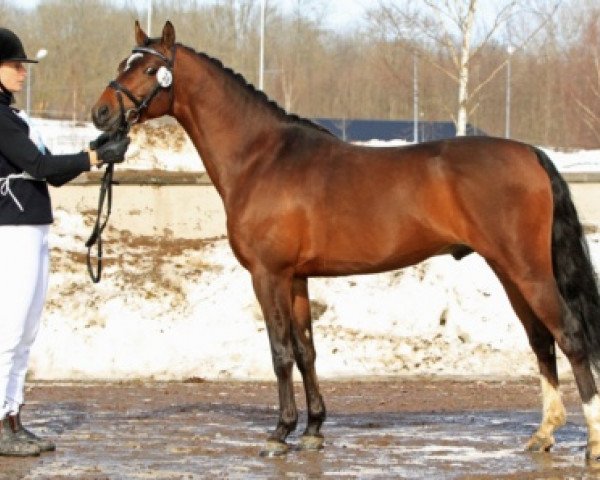 Deckhengst Gasque (Schwedisches Reitpony, 2005, von Verona's Gerswin)