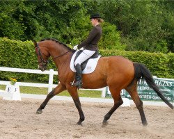 dressage horse Chico B (Oldenburg, 2001, from Castellini)