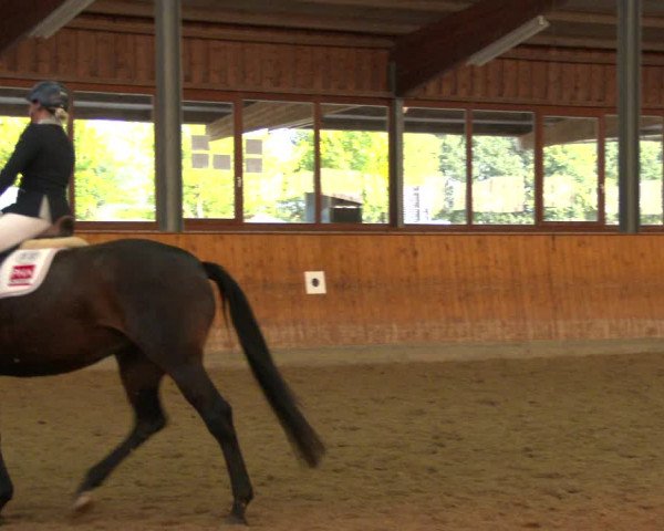 Reitturnier Appelhülsen 2020