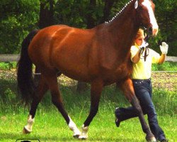 broodmare Garina (Hanoverian, 1995, from Graf Grannus)