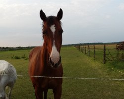 broodmare Angelique (Hanoverian, 2000, from Acorado I)