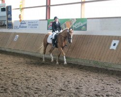 Pferd Silver (Deutsches Reitpony, 2007, von Golden Dancer)