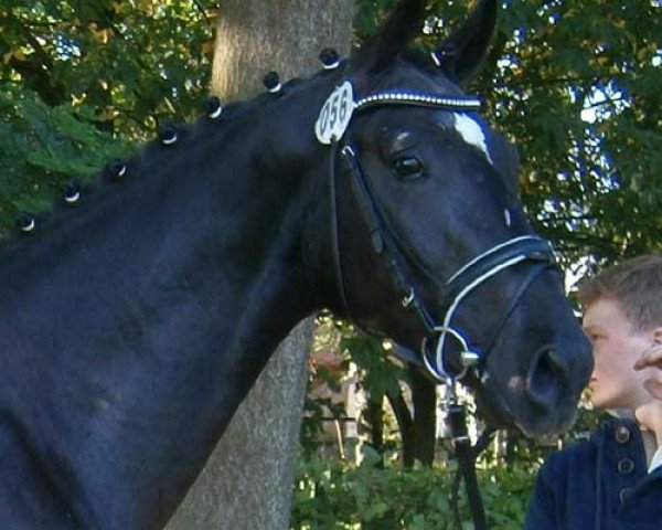 dressage horse Rockabilly Bud (Oldenburg, 2012, from Rockefeller)