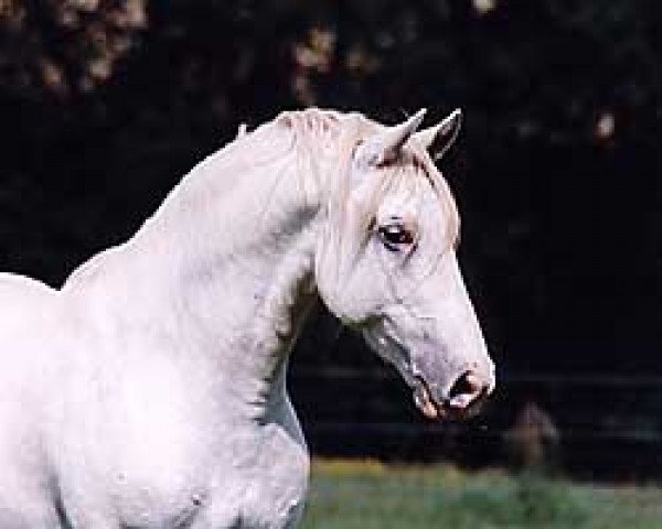 horse Maestoso Dubovina XXVI., 49 (Lipizzaner, 1993, from Maestoso Wera IV)