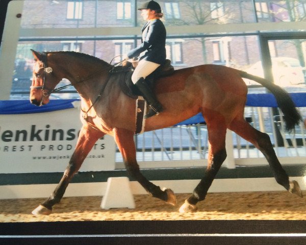 broodmare Chandra (Westphalian, 2003, from Colman)