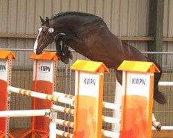 stallion Caretino Gold (Holsteiner, 2007, from Caretino)