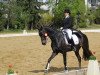 dressage horse Ruhrprinz (Westphalian, 2004, from Rosenkoenig)