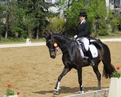 dressage horse Ruhrprinz (Westphalian, 2004, from Rosenkoenig)