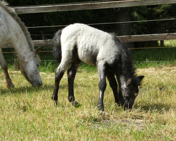 Zuchtstute Daylight of Hochmoor (Pony of the Americas, 2013)