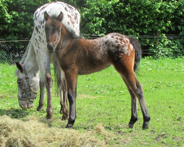 Zuchtstute Einsteins Lady of Hochmoor (Pony of the Americas, 2014, von Carlo van de Heimeriete)