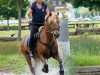 Springpferd Huisbach Balefire (Welsh-Cob (Sek. D), 2001, von Abercippyn Ben Dafydd)