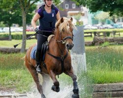 jumper Huisbach Balefire (Welsh-Cob (Sek. D), 2001, from Abercippyn Ben Dafydd)