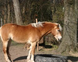 Pferd Quixie (Haflinger, 1994, von Santos (12,5% ox))