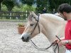 broodmare Lyra (Fjord Horse, 2012, from Dylan)