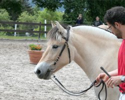 Zuchtstute Lyra (Fjordpferd, 2012, von Dylan)