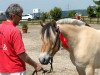 broodmare Neuensteins Alaska (Fjord Horse, 2012, from Pluto)