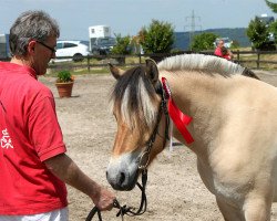 broodmare Neuensteins Alaska (Fjord Horse, 2012, from Pluto)