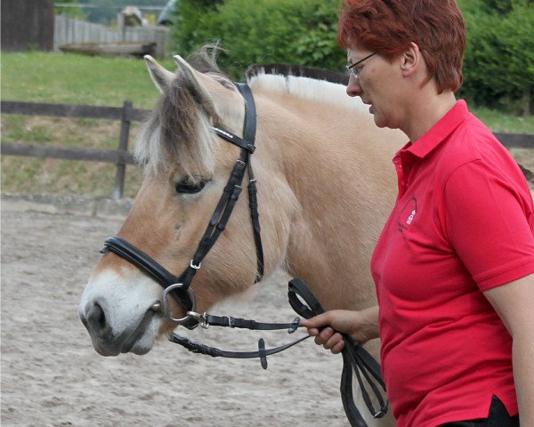 Zuchtstute Gladys (Fjordpferd, 2012, von Garant Halsnæs )