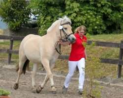 broodmare Sunna (Fjord Horse, 2012, from Kvest Halsnæs)