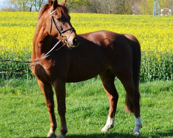 horse King Louis (German Riding Pony, 2005, from Korin)