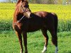 Pferd King Louis (Deutsches Reitpony, 2005, von Korin)