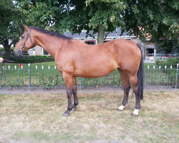 broodmare La Pomme (KWPN (Royal Dutch Sporthorse), 1994, from Jus de Pomme)