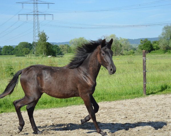 horse Bizarro LXXV (Pura Raza Espanola (PRE), 2014, from Galante CIS)