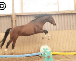 dressage horse I can (Oldenburger, 2007, from Incolor)