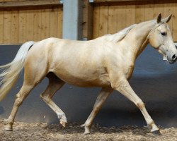 horse Santos (KWPN (Royal Dutch Sporthorse), 2011)