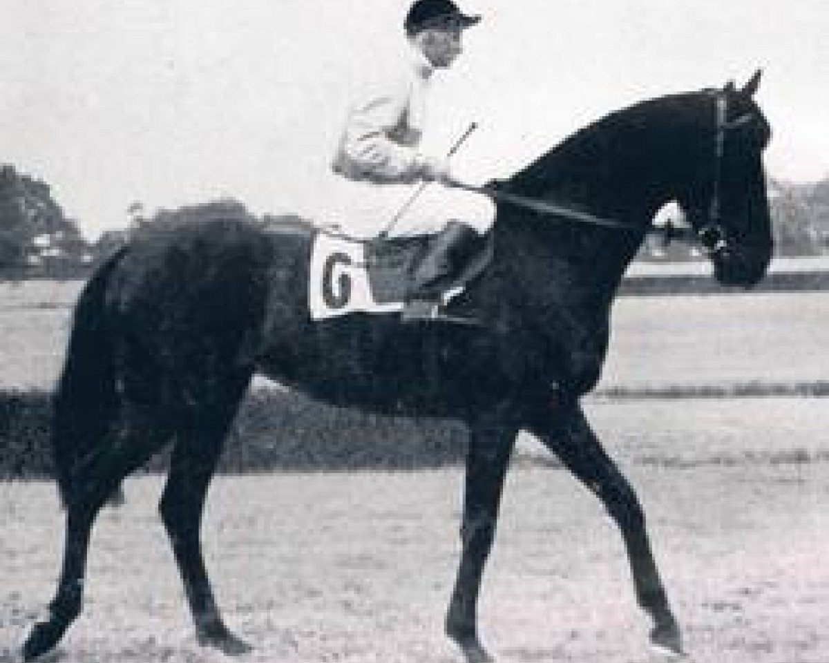 stallion Waldspecht xx (Thoroughbred, 1947, from Abendfrieden xx)