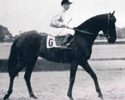 stallion Waldspecht xx (Thoroughbred, 1947, from Abendfrieden xx)