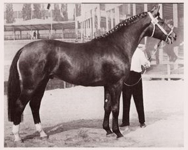 stallion Diplomat (Hanoverian, 1963, from Duft I)