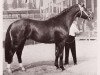 stallion Diplomat (Hanoverian, 1963, from Duft I)