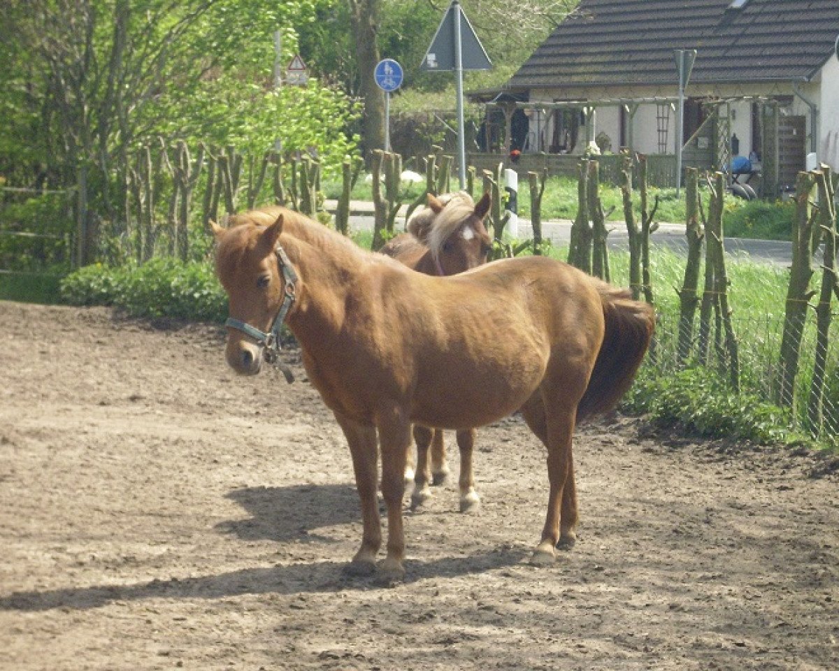 horse Hetty vom Hexenzipfel (Shetland B (about 107-117), 1997, from Justin)