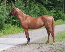 broodmare Werona N (German Riding Pony, 1998, from Racket)