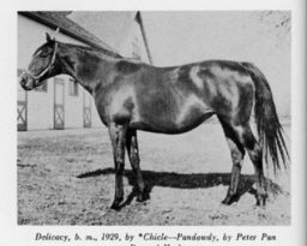 broodmare Delicacy xx (Thoroughbred, 1929, from Chicle xx)
