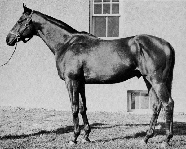 stallion Hash xx (Thoroughbred, 1936, from Questionnaire xx)