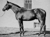 stallion Hash xx (Thoroughbred, 1936, from Questionnaire xx)
