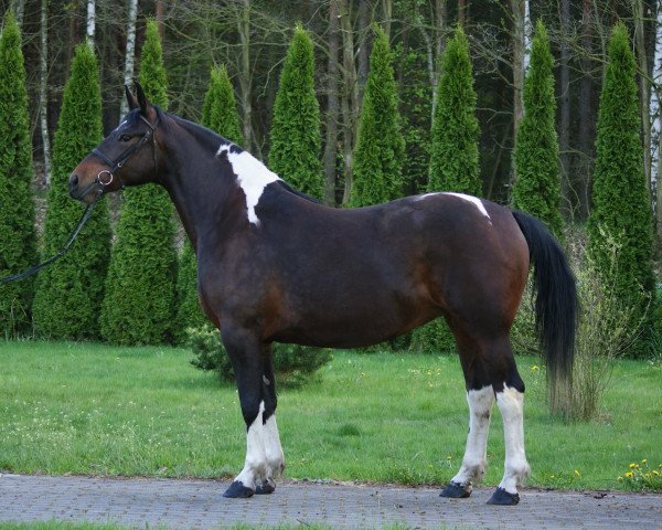 Pferd Jasmina (Polnisches Warmblut, 2012)