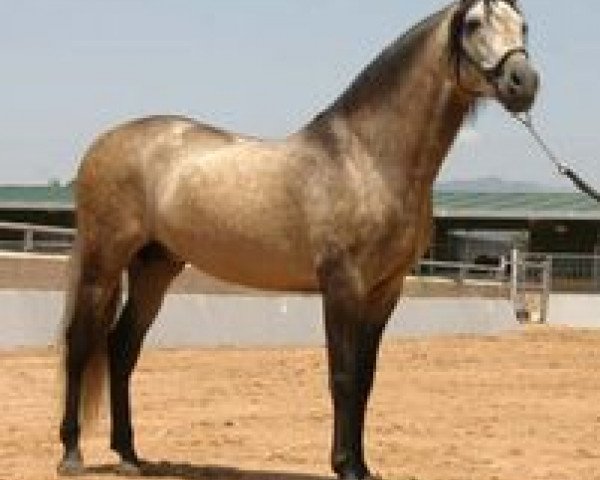stallion Mas Ole (Pura Raza Espanola (PRE), 2004, from Carmelo II)