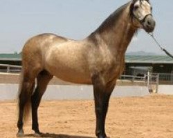 stallion Mas Ole (Pura Raza Espanola (PRE), 2004, from Carmelo II)